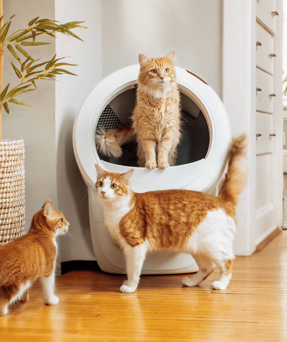 Smart Clean Cat Care System (2026)